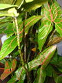 Thumbnail for version as of 15:51, 18 April 2010