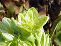 Thumbnail for version as of 13:37, 14 April 2007