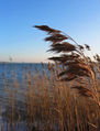 Thumbnail for version as of 13:26, 2 September 2007