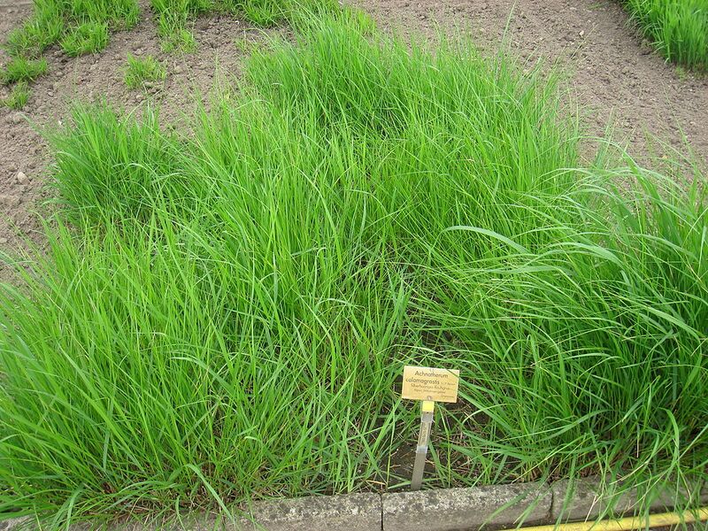 File:1024px-Achnatherum calamagrostis - Berlin Botanical Garden - IMG 8584.JPG