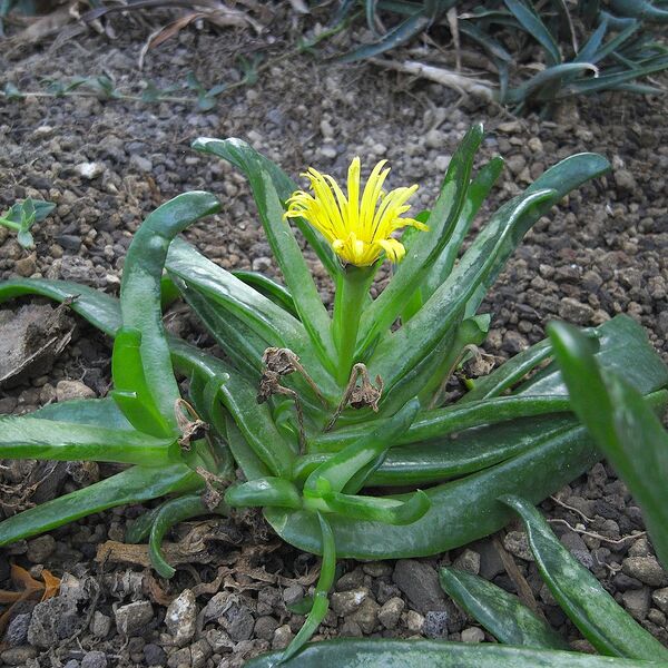 File:1024px-Glottophyllum latum.jpg