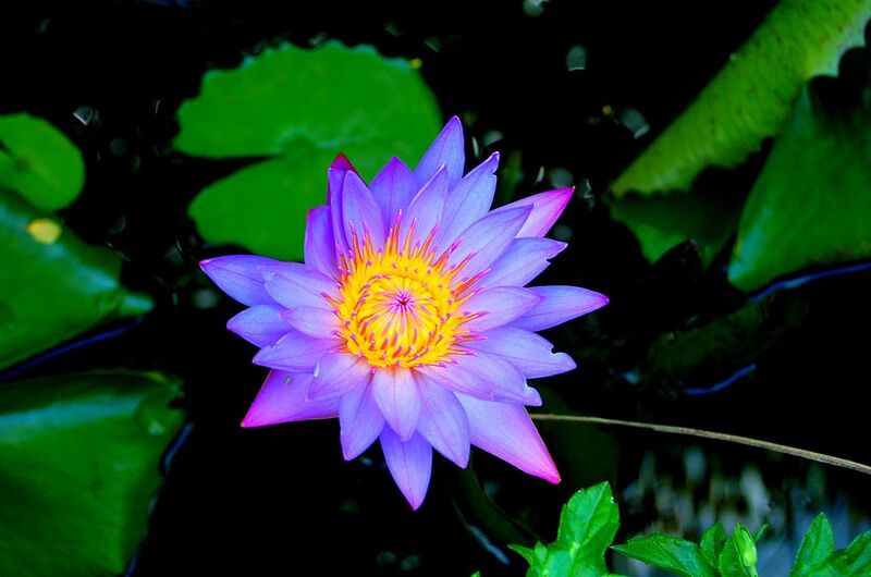 File:1024px-Nymphaea stellata, Myanmar.jpg