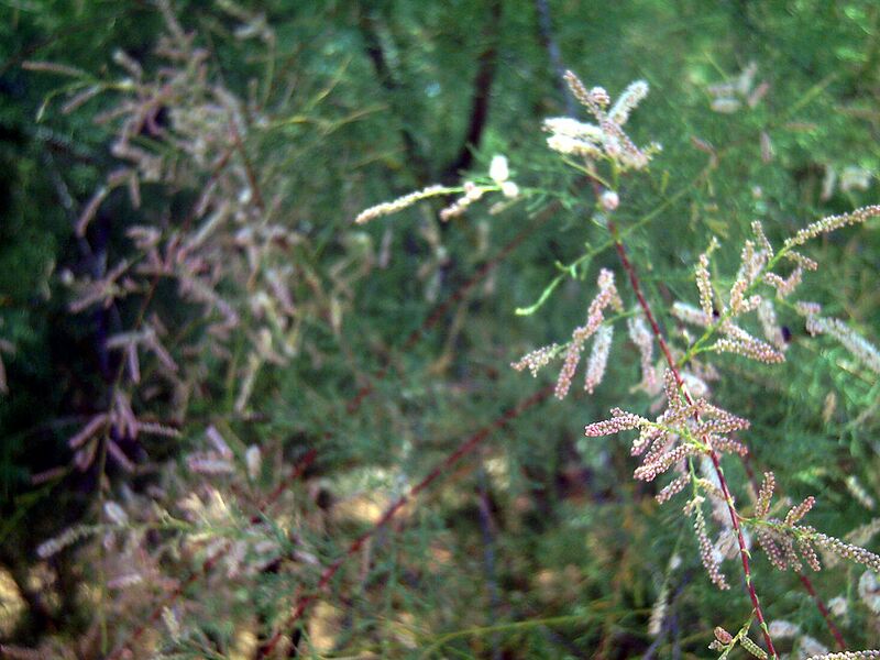 File:1024px-Tamarix gallica DehesaBoyal2.jpg