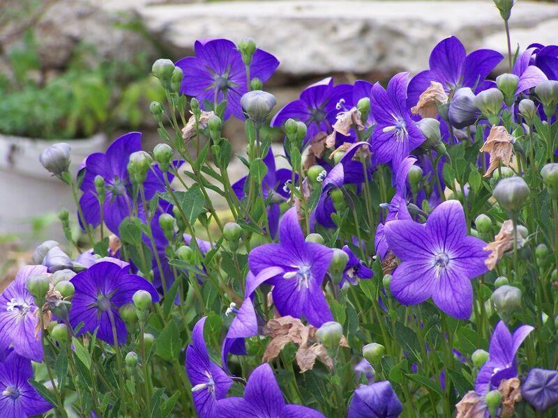 File:1280px-100 1245.jpg