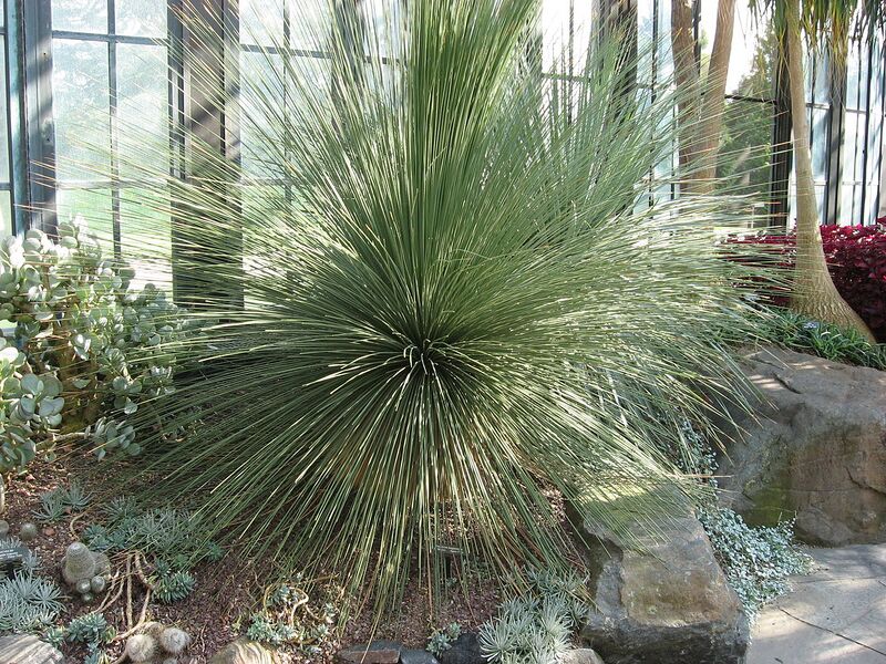File:1280px-DasylirionLongissimum.jpg