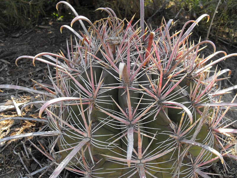 File:1280px-Ferocactusgracilis.JPG