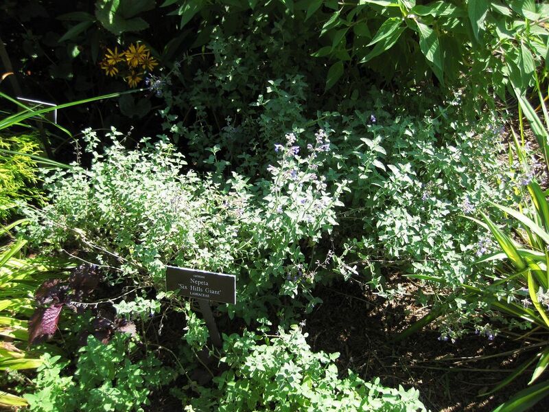 File:1280px-IMG 0145 nybg09.jpg