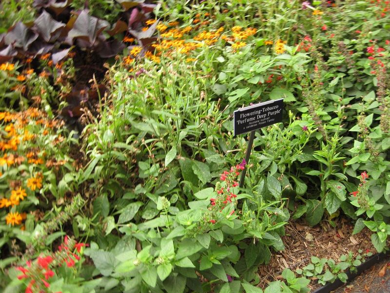 File:1280px-IMG 1455 bbg09.jpg