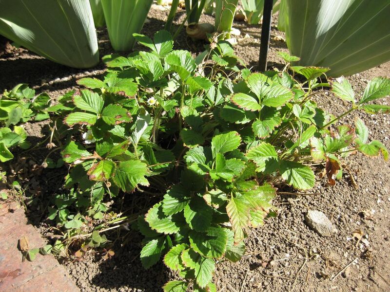 File:1280px-IMG 1855 hunt09oct.jpg