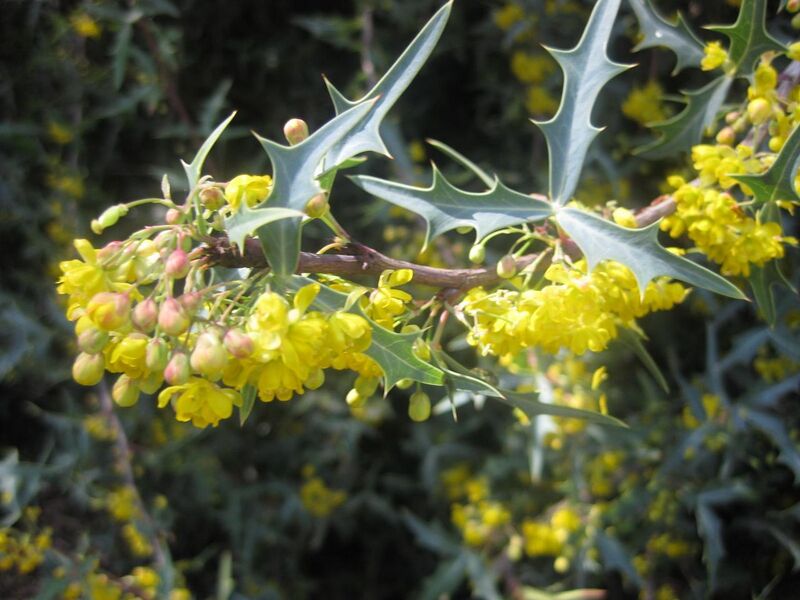 File:1280px-IMG 2339 hunt0903.jpg