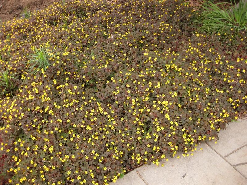 File:1280px-IMG 6888 hunt09jun.jpg