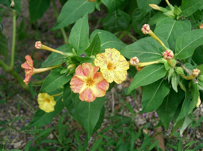 File:1280px-Mirabilis jalapa16.jpg