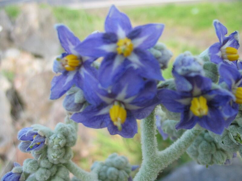 File:1280px-Solanum mauritianum (Flower).jpg