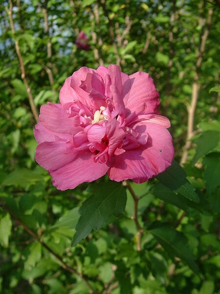 File:576px-Hibiscus syriacus RB1.JPG