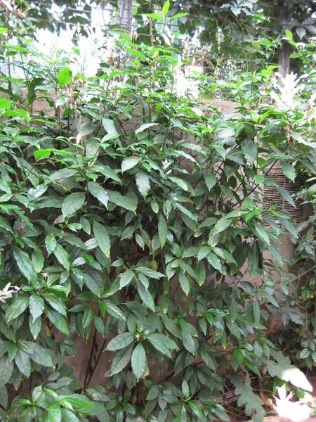 File:576px-IMG 1744 hunt09oct.jpg