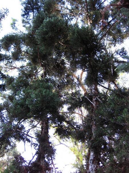 File:576px-IMG 2609 ucla09.jpg