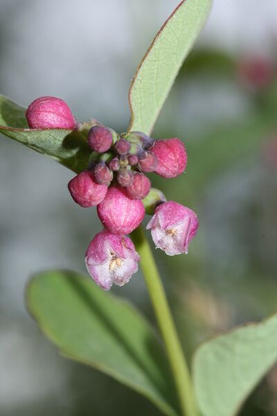 File:682px-Symphoricarpos albus 3134.JPG