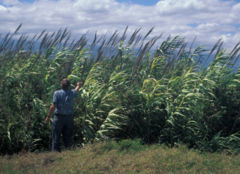 Giant Reed (Arundo donax)