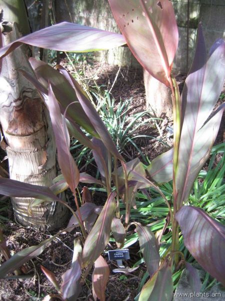 File:Canna-intrigue-IMG 7504 sfbg0308.jpg