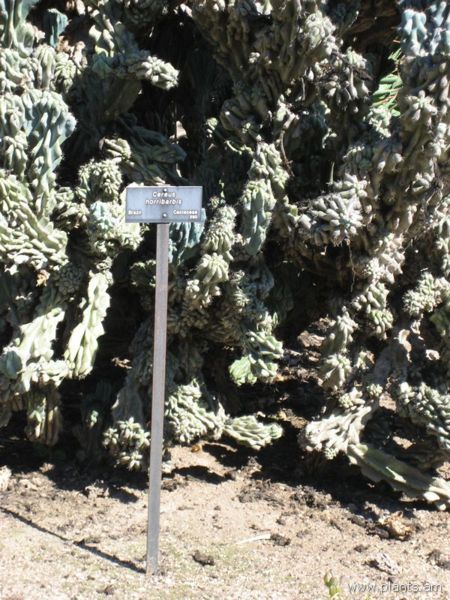 File:Cereus horribarbis-IMG 0487 hunt07.jpg