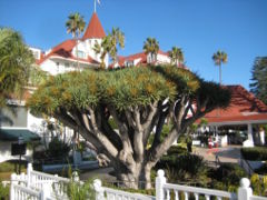 Dracaena draco