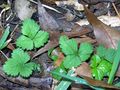 leaves