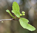 Thumbnail for version as of 08:55, 29 April 2025