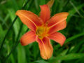 Thumbnail for version as of 01:02, 9 January 2011