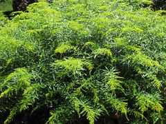 Solidago 'Leraft'