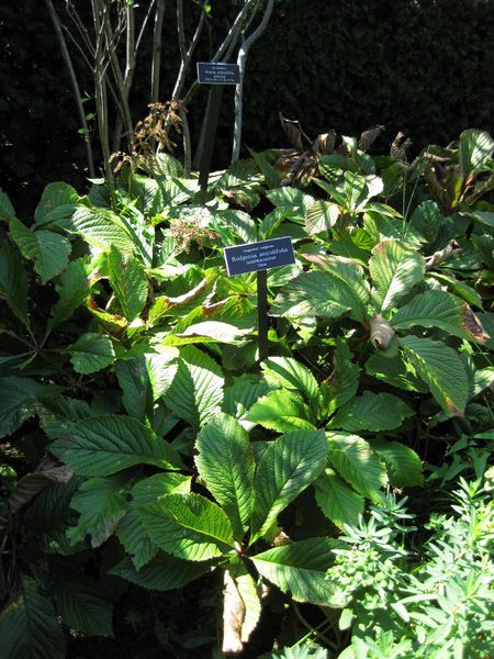 File:IMG 0073 nybg09.jpg