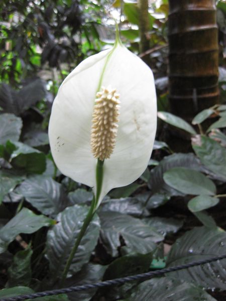 File:IMG 1112 bbg09.jpg
