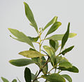 Leaves at canopy