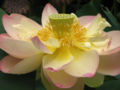 Fully opened flower