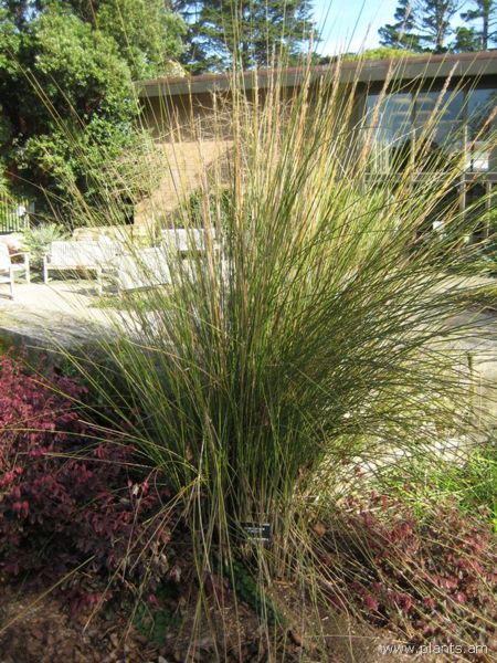 File:Miscanthus junceus-IMG 7459 sfbg0308.jpg