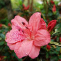Thumbnail for version as of 17:03, 22 November 2008