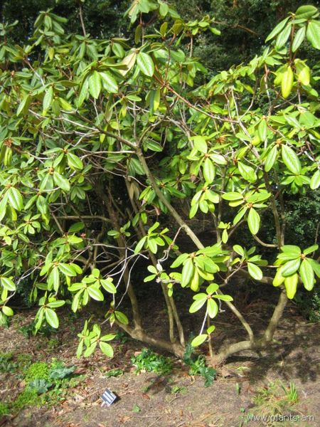File:Rhododendron brachysiphon-IMG 7186 sfbg0308.jpg