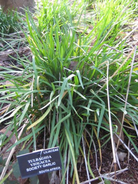 File:Tulbaghia violacea-society garlic-IMG 7245 sfbg0308.jpg