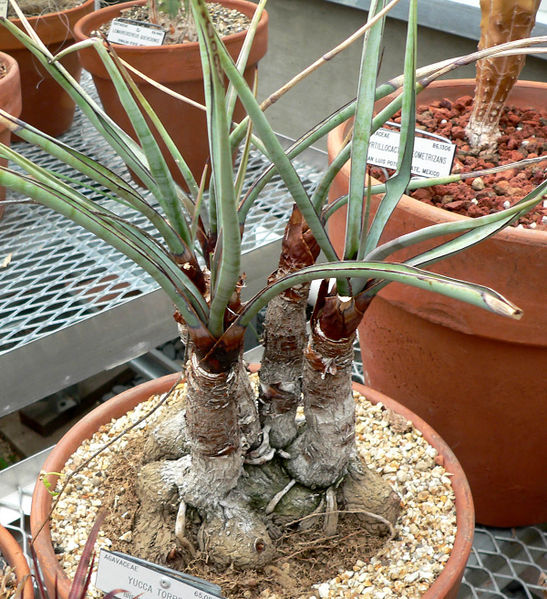 File:Yucca torreyi 1.jpg