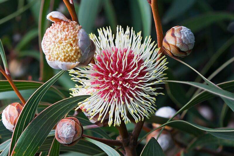 File:1024px-Hakea laurina Tas.jpg
