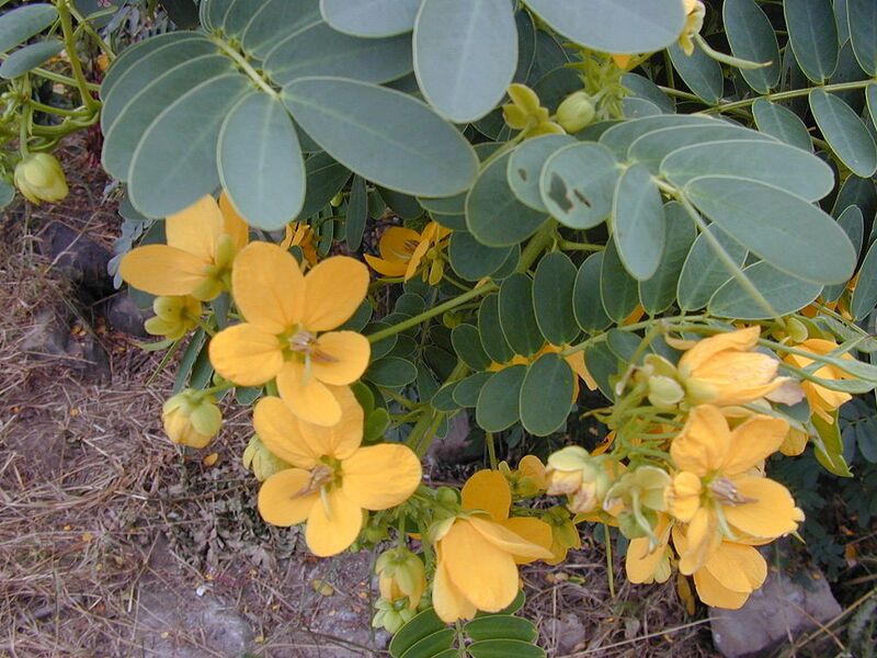 File:1024px-Starr 020501-0002 Senna surattensis.jpg