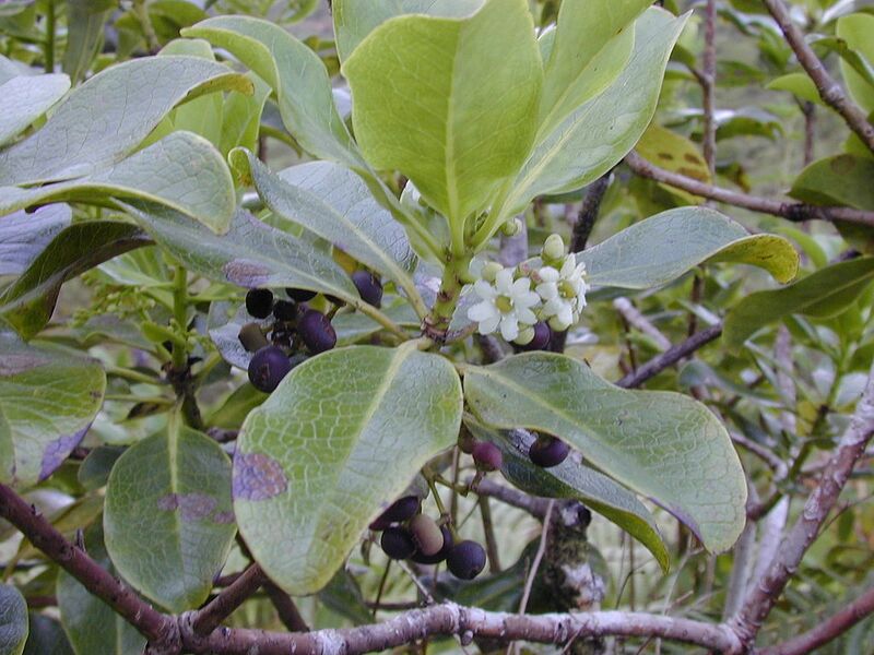 File:1024px-Starr 020925-0058 Ilex anomala.jpg