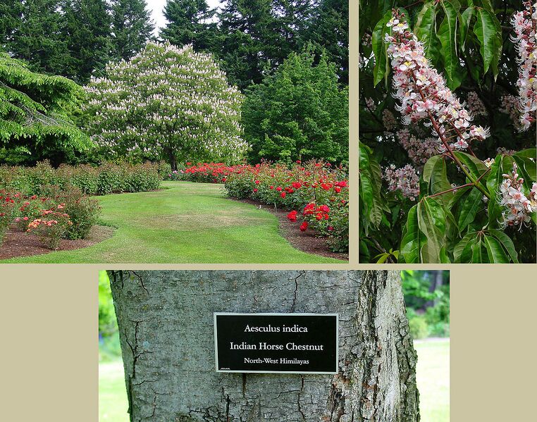 File:1280px-Aesculus indica.jpg