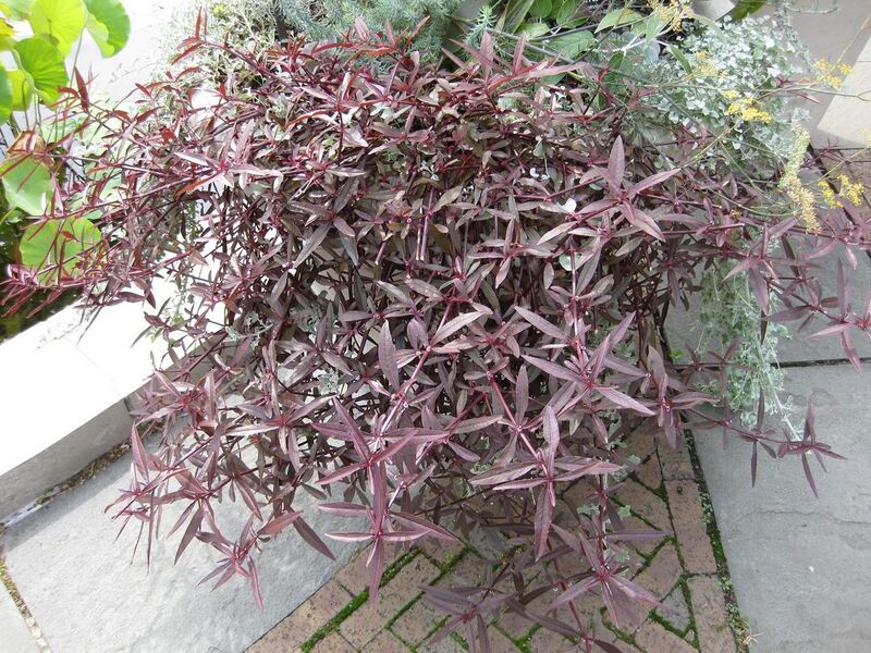 File:1280px-IMG 0766 bbg09.jpg