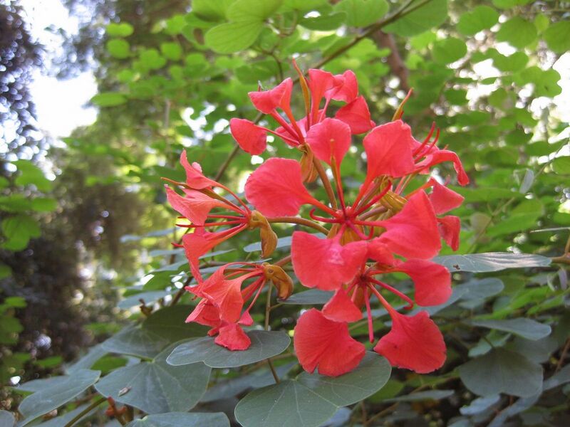 File:1280px-IMG 1980 hunt09oct.jpg