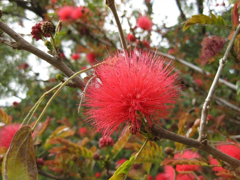 File:1280px-IMG 5042 hunt0904.jpg