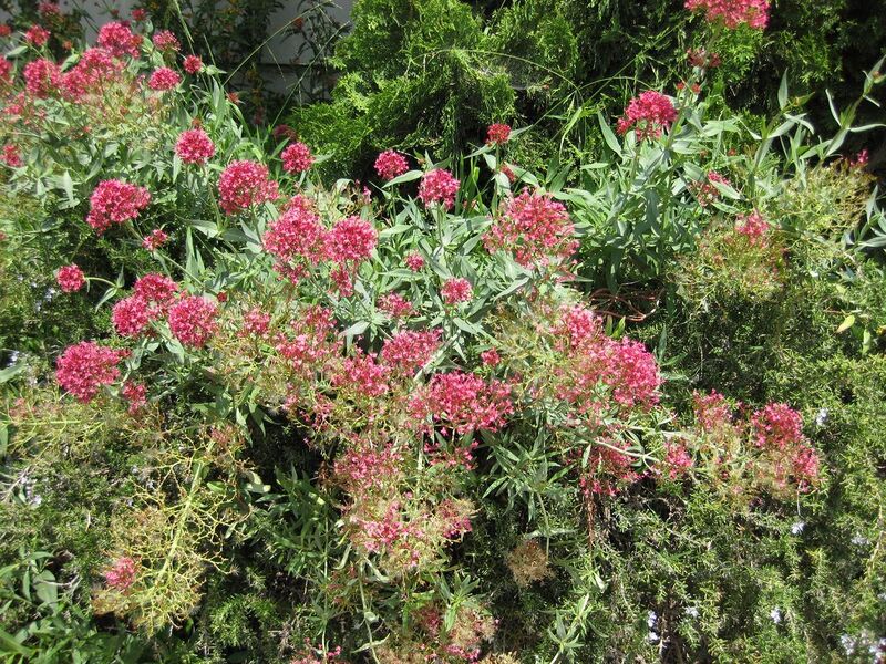 File:1280px-IMG 7637 hunt09jun.jpg