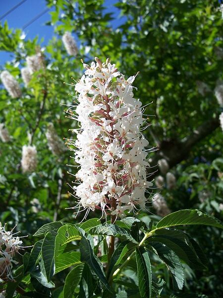 File:576px-Aesculus californica-21.jpg