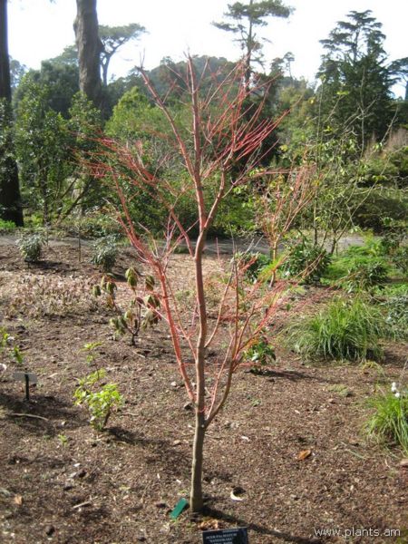 File:Acer palmatum-sangokaku-coral bark japanese maple-IMG 7197 sfbg0308.jpg