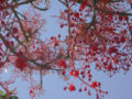Flowers.
