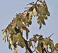 Butea monosperma fruits